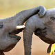 Illustration for article titled Africa - Worlds Best Luxury Safari Tour